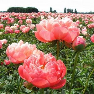 Meet your Posher, Patrice